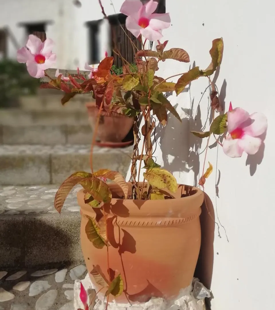 *** Bed & Breakfast B&B The Lost Village El Acebuchal Frigiliana Spain